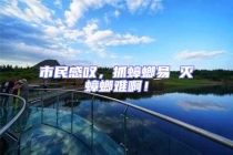 市民感嘆，抓蟑螂易 滅蟑螂難啊！