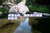 殺蟲公司，如何進行跳蚤的整治