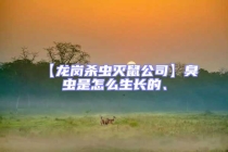 【龍崗殺蟲滅鼠公司】臭蟲是怎么生長的、