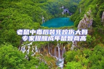 老鼠中毒后裝死咬傷大媽 專家提醒成年鼠智商高