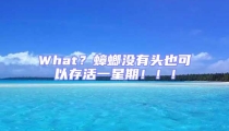 What？蟑螂沒有頭也可以存活一星期?。?！