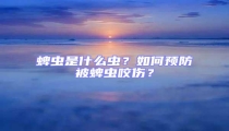 蜱蟲是什么蟲？如何預防被蜱蟲咬傷？