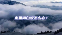 家里鬧白蟻怎么辦？