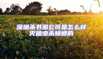 深圳殺書虱公司是怎么樣滅嚙蟲殺蟑螂的