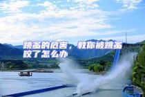 跳蚤的危害，教你被跳蚤咬了怎么辦