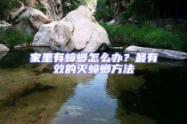 家里有蟑螂怎么辦？最有效的滅蟑螂方法