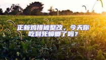 正新雞排被整改，今天你吃到死蟑螂了嗎？