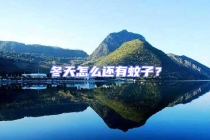 冬天怎么還有蚊子？