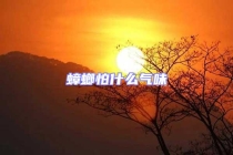 蟑螂怕什么氣味