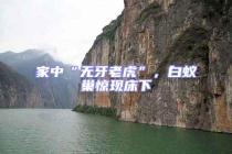 家中“無牙老虎”，白蟻巢驚現床下