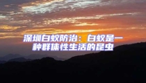 深圳白蟻防治：白蟻是一種群體性生活的昆蟲