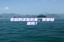 老鼠的這些危害，你都知道嗎？