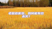 老鼠危害多，如何能有效殺滅？