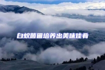 白蟻菌圃培養出美味佳肴