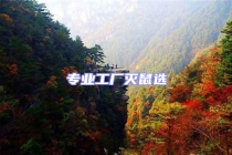 專業(yè)工廠滅鼠選